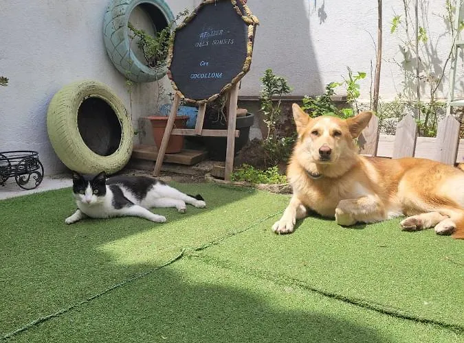 Cocollona Hostel Girona